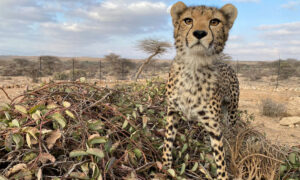 Conservancies in Somaliland